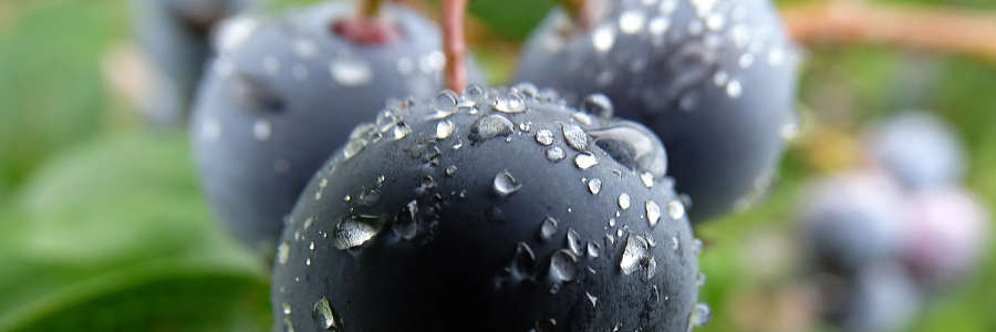 In Season: Australian Blueberries
