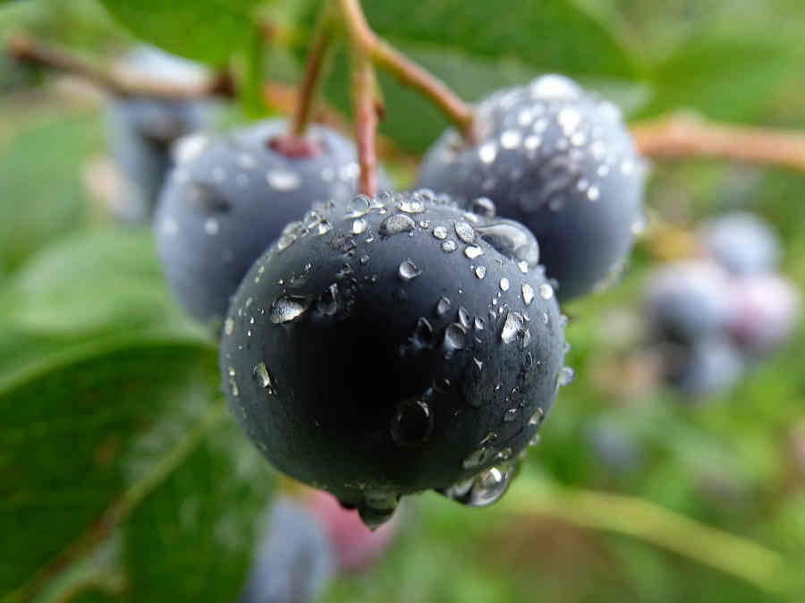 Australian Blueberries are in season over the summer months, with late harvests in February and March.