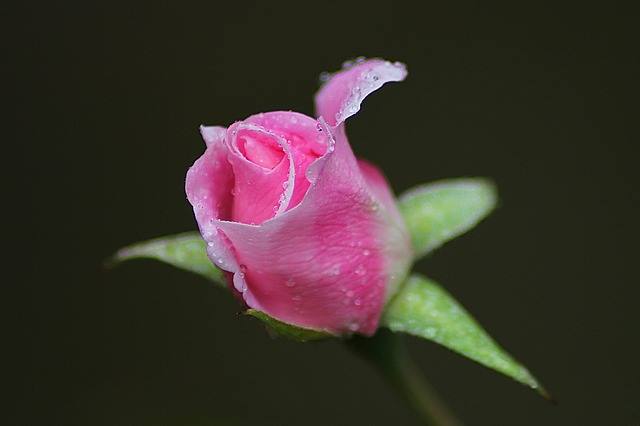 Rose petals are edible