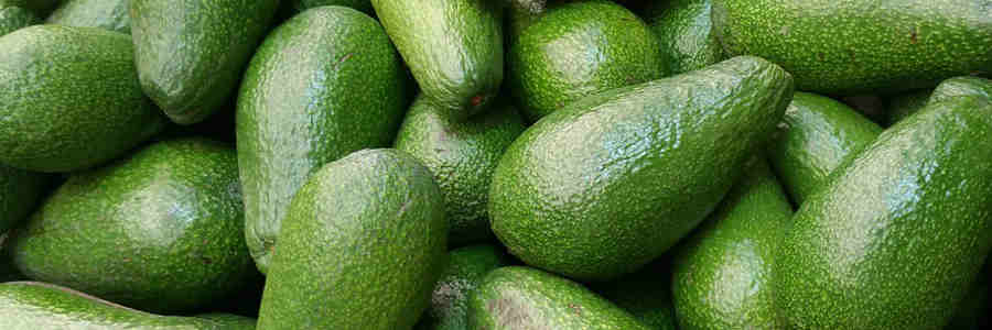 Are Avocados Worth The Price Tag?