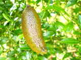Finger Lime - a native Australian bush food