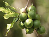 Macadamia nuts on tree