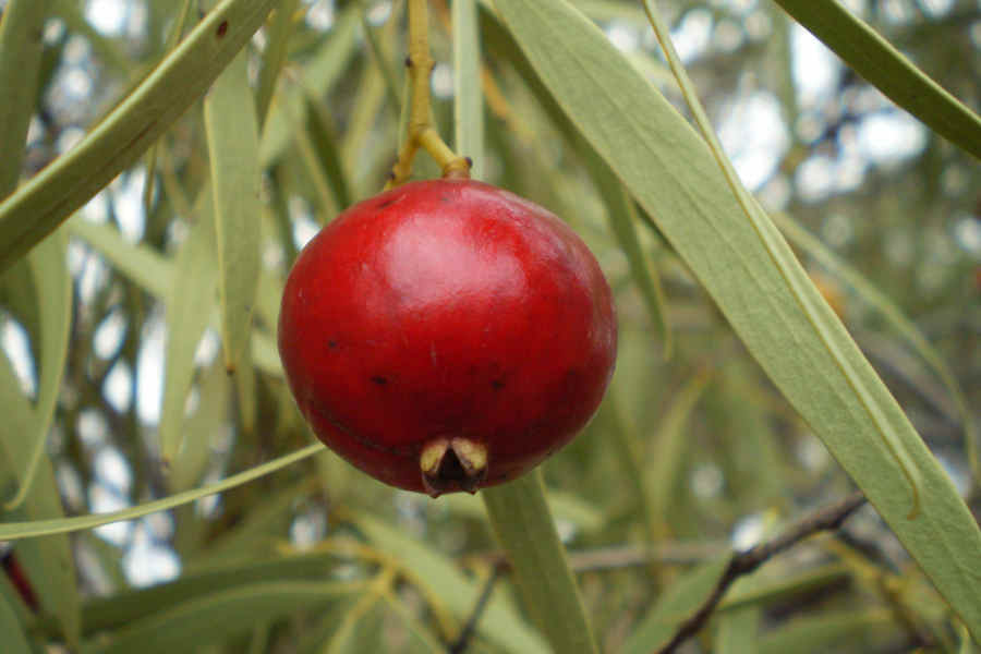 Quandongs are an Australian native superfood ingredient